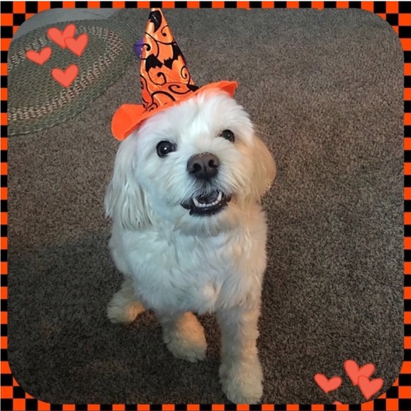 In Loving Memory of my sweet Boy…  💙Charlie - Picture 9 of 16